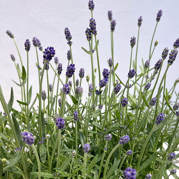 ラベンダー：ふらのぶるー4号鉢植え