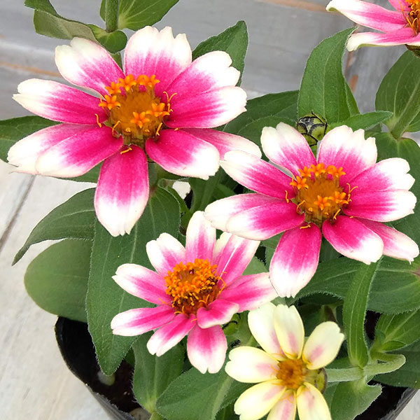 ジニア プロフュージョン（一重）：チェリーバイカラー3-3.5号ポット*