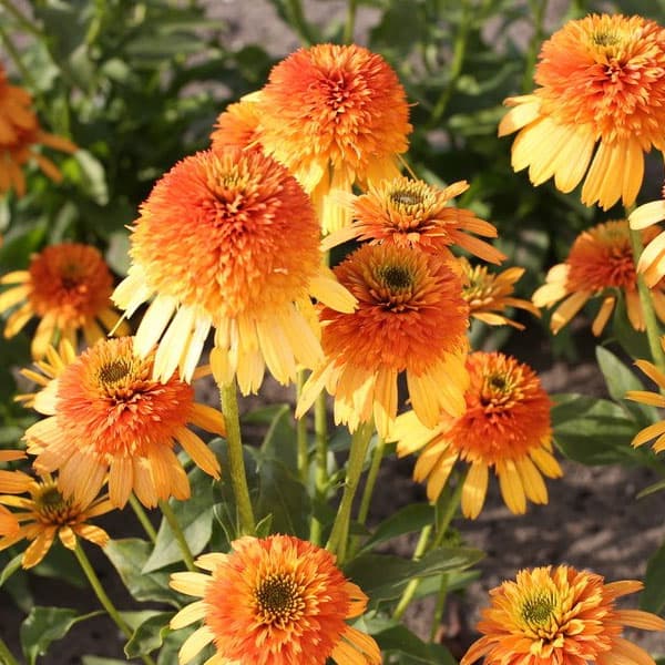 エキナセア（八重咲き）：ライムウイズオレンジ3号ポット