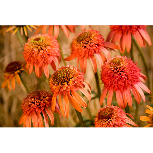 エキナセア：イレジスティブル3号ポット