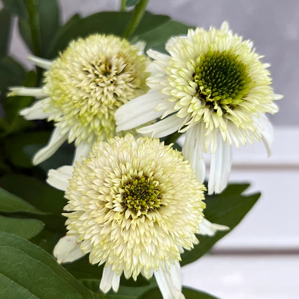 エキナセア：デリシャスヌガー3号ポット