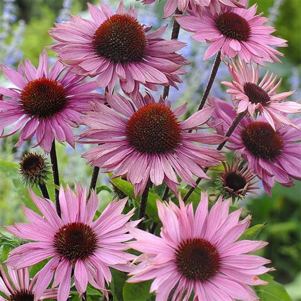 エキナセア：プロフュージョン3号ポット