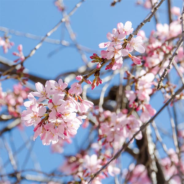 桜：紅枝垂れ（ベニシダレ）接木苗4～5号ポット