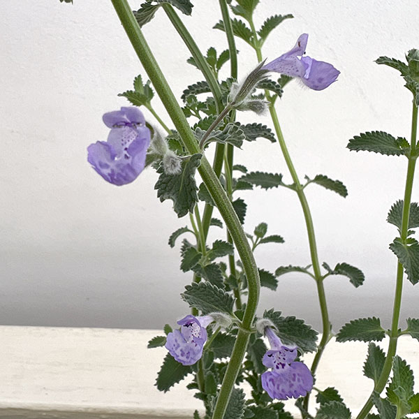 ネペタ（キャットミント）：カイミント　フジ3.5号ポット