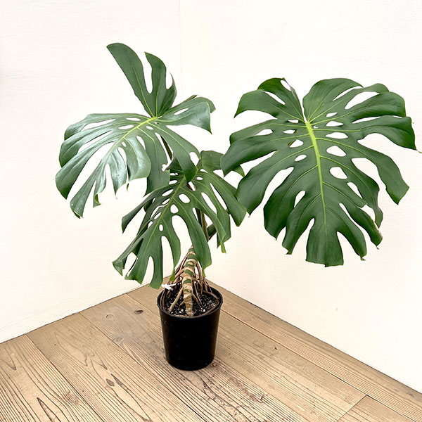 モンステラ：アダンソニー（幹上がり）　7号鉢植え*