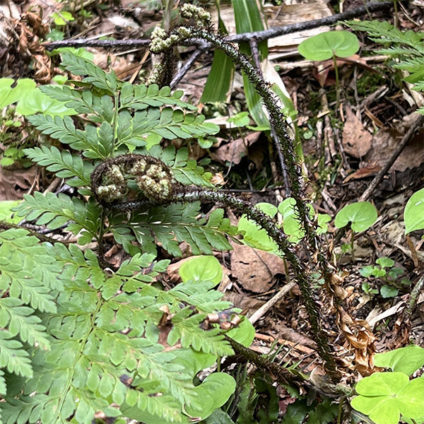 シダ：ジュウモンジシダ（十文字羊歯）3.5号ポット