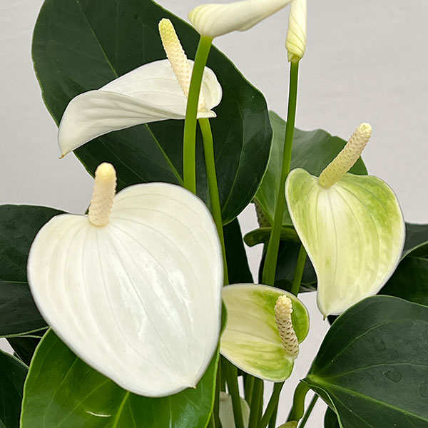 アンスリウム：エクリプス　6号イージーケアポット植え