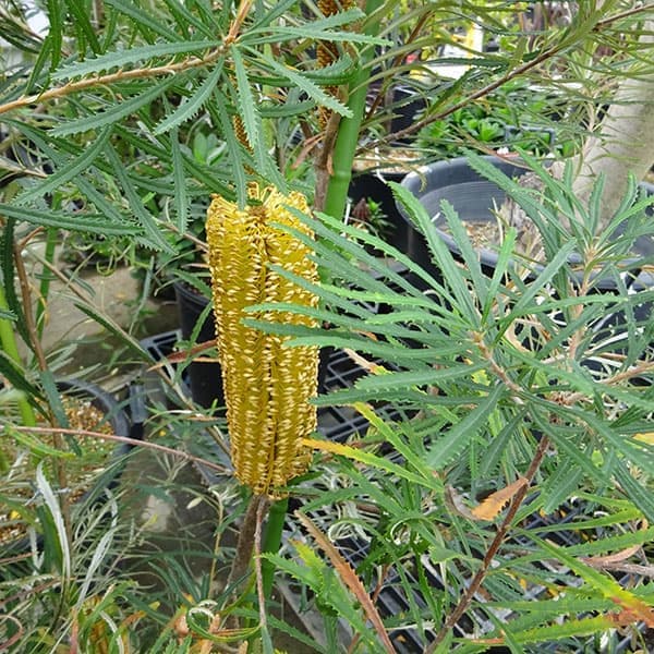 バンクシア：ヘアピンバンクシア5-6号鉢植え