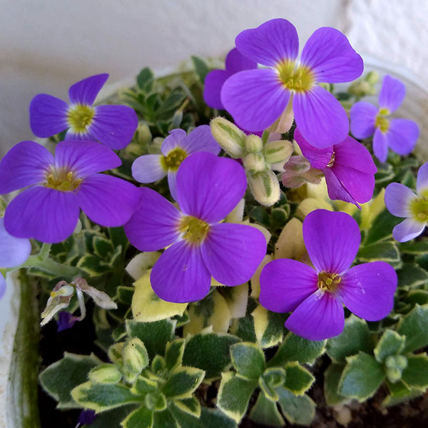 オーブリエチア ラピス斑入り3.5号ポット