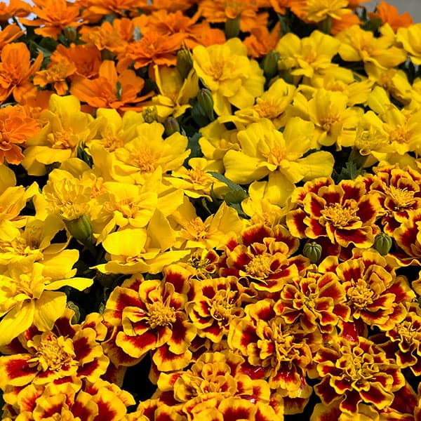 01【ポットプランツコンテスト大賞】カナイヅカ園芸さんのマリーゴールド：デュランゴ3.5号（花色おまかせ）