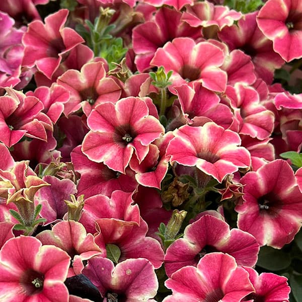 04【（一社）日本ハンギングバスケット協会理事長賞】 Hanayoshiさんのペチュニア：モンローウォークピーチベール3.5号