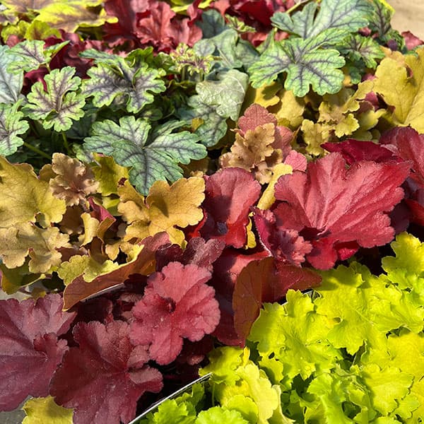 05【（株）花卉園芸新聞社賞】ヤマシタフラワーズさんのヒューケラ3.5号（品種おまかせ）