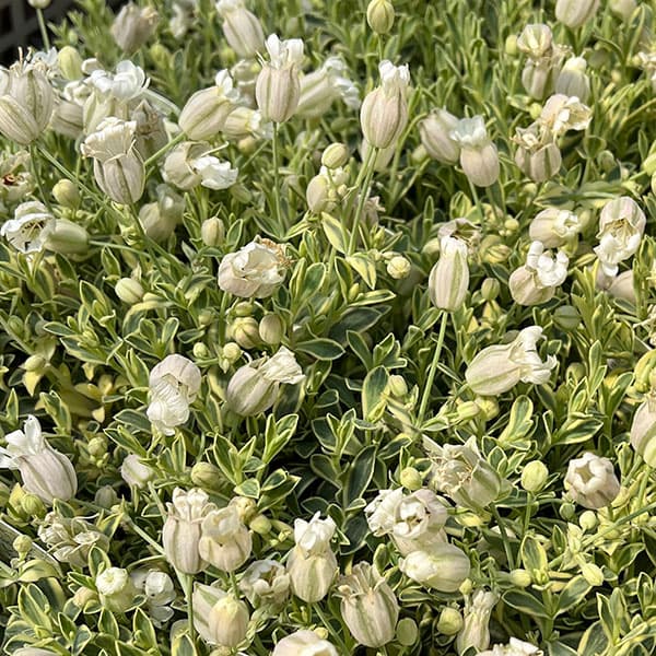 06【（株）グリーン情報賞】川一園芸さんのシレネ：ユニフローラバリエガータ3.5号