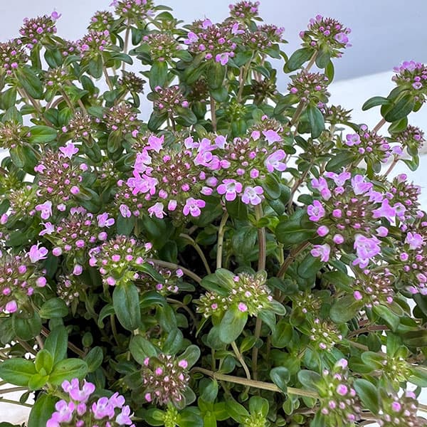 10【（株）フラワーオークションジャパン社長賞】あづフラワーさんのクリーピングタイム3.5号