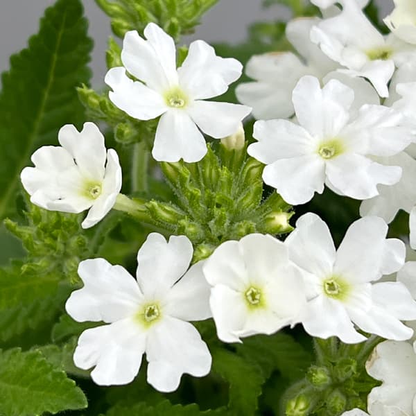 バーベナ：ヌーヴォラビアンカ3.5号ポット