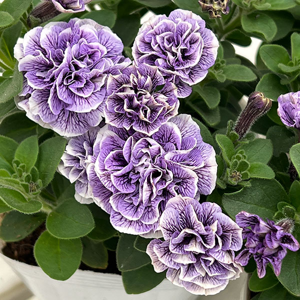 ペチュニア：トパーズブルー3.5号ポット 3株セット