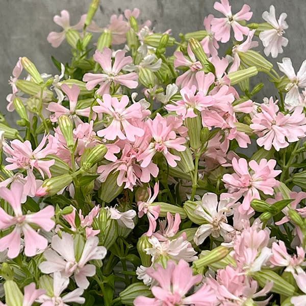 分割シリーズ：シレネ：ピーチブロッサム（2分割仕様）3.5号ポット 6株セット