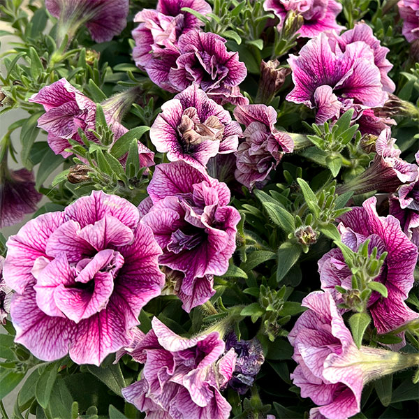 ペチュニア：マジェンヌ3.5号ポット 6株セット