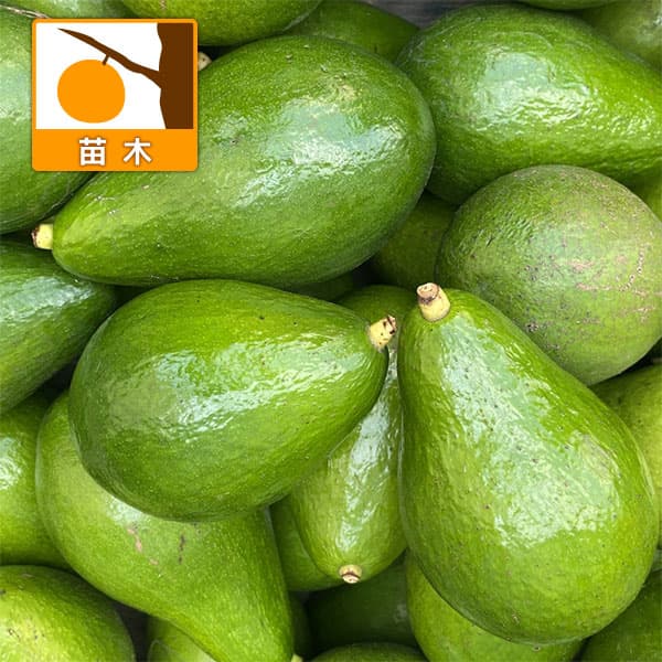 アボカド：台湾大型4.5-5号ポット（接木苗）