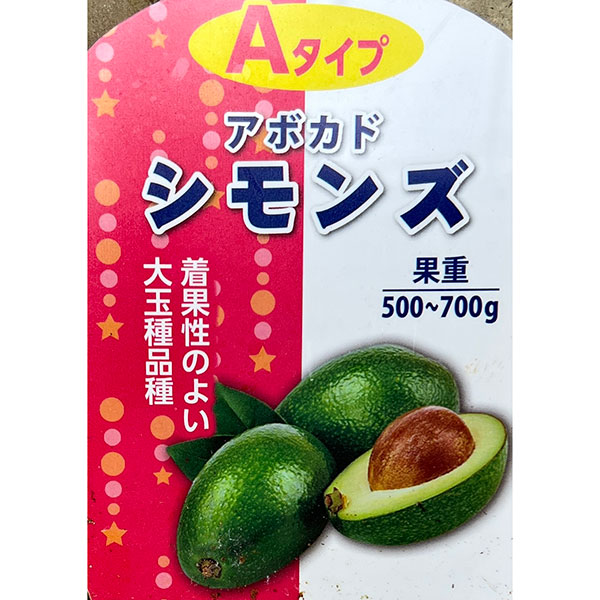 アボカド：シモンズ4.5-5号ポット（接木苗）