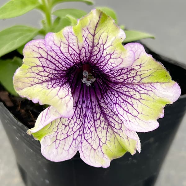 ペチュニア：アマゾナス プラムコカトゥー3-3.5号ポット 3株セット