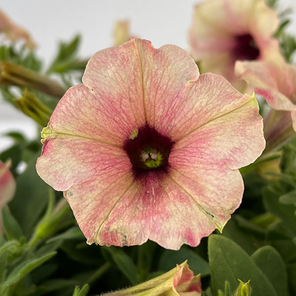 ペチュニア：クレイジーチュニア　ローズゴールド3.5号ポット 6株セット