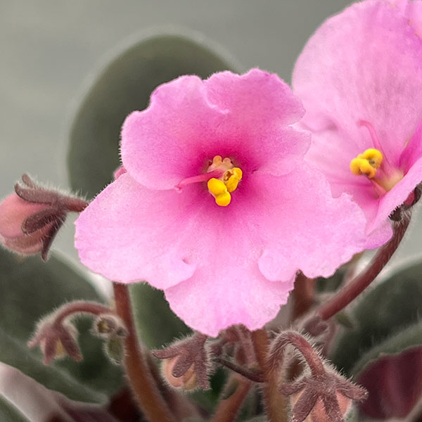 ミニセントポーリア：ピンキー 2.5号鉢植え