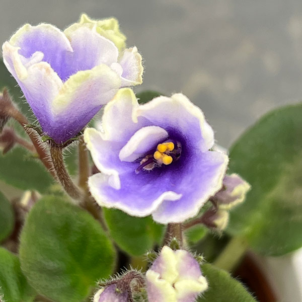 ミニセントポーリア：フロステッド　デニム 2.5号鉢植え