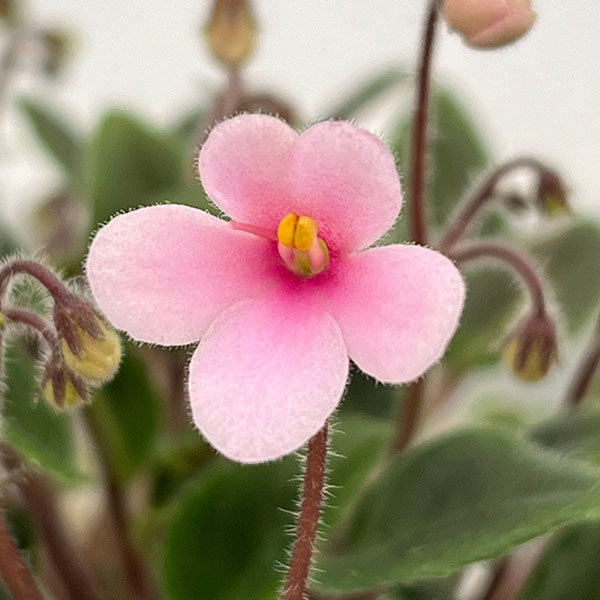 ミニセントポーリア：サンセットキス 2.5号鉢植え