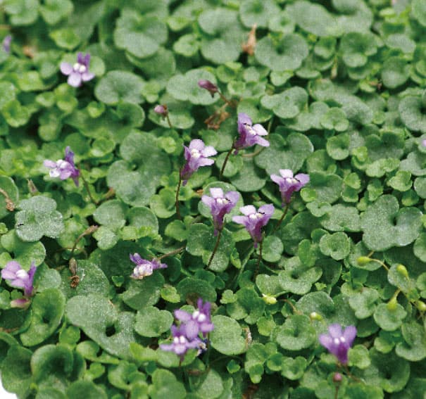 コリセウムアイビー（ツタカラクサ・シンバラリア）：アエクイトリロバ3.5号ポット