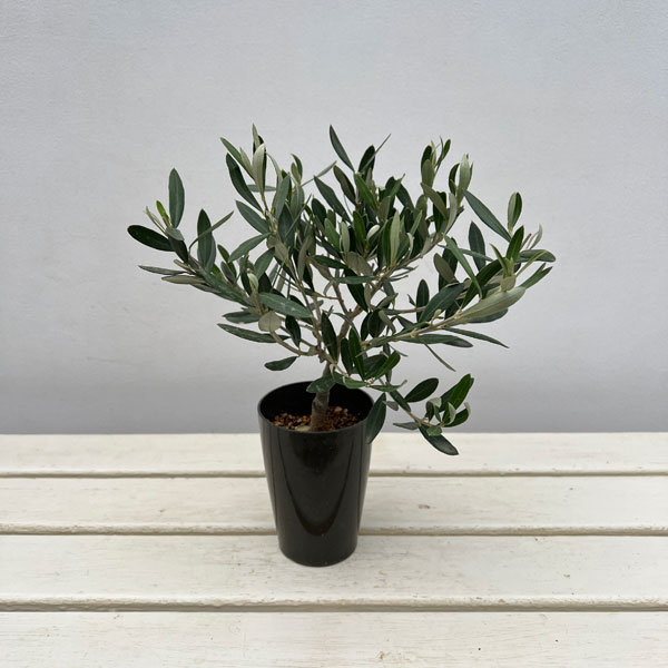 オリーブ：創樹さんのオリーブ　チプレシーノ　3号鉢植え