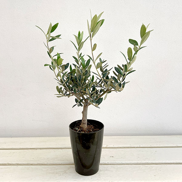 オリーブ：創樹さんのオリーブ　マンザニロ　3号鉢植え