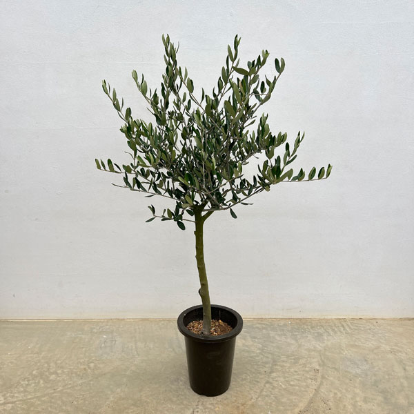 オリーブ：創樹さんのオリーブ　ルッカ　6号鉢植え