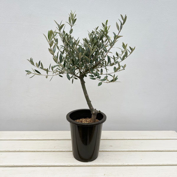 オリーブ：創樹さんのオリーブ　セントキャサリン　5号鉢植え
