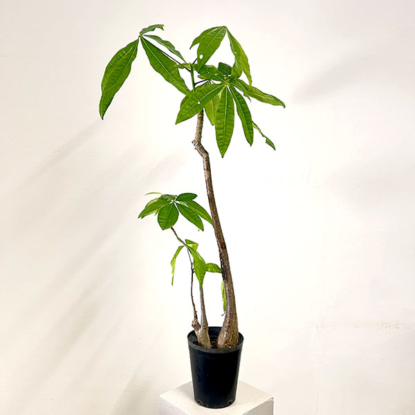 パキラ：グラブラ （実生株・2本植え）　6号鉢植え