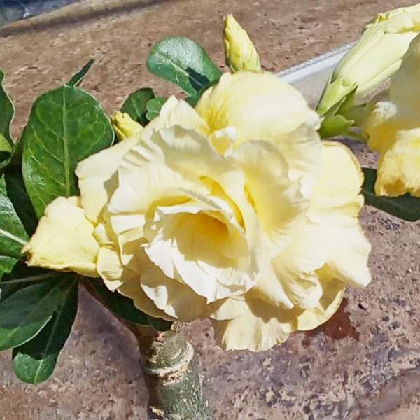 アデニウム：天空のバラ（八重咲き）ゴールドミリオネア　4号ポット