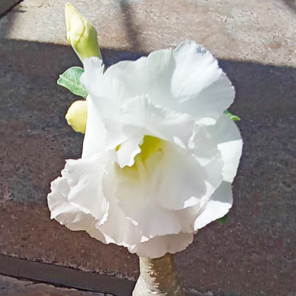 アデニウム：天空のバラ（八重咲き）ホワイトカウンティングマニー　4号ポット