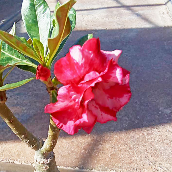 アデニウム：天空のバラ（八重咲き）ラックチャイライ　4号ポット