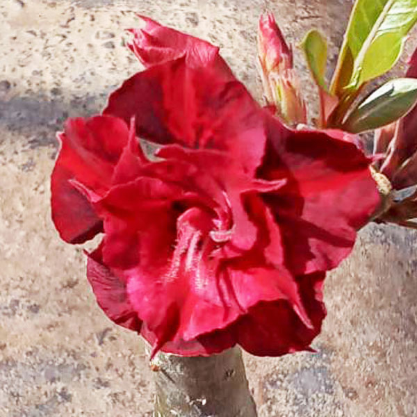 アデニウム：天空のバラ（八重咲き）ムアン・サップ・カオエン２　4号ポット