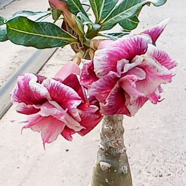 アデニウム：天空のバラ（八重咲き）レッドアンドマネー　4号ポット