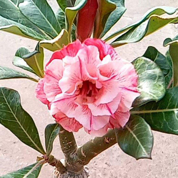 アデニウム：天空のバラ（八重咲き）マイローズ　4号ポット