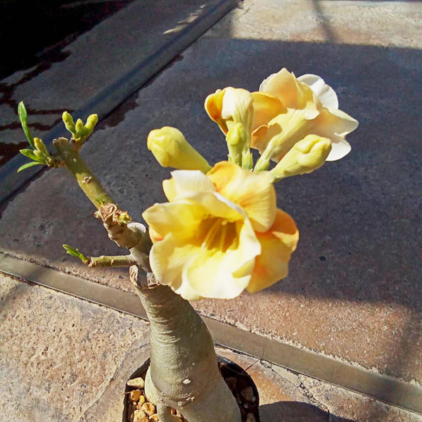 アデニウム：天空のバラ（八重咲き）カラメル　4号ポット