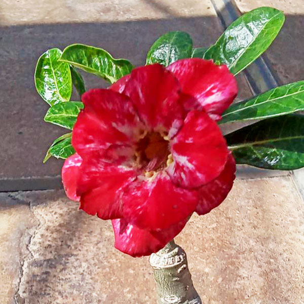 アデニウム：天空のバラ（八重咲き）ハニーレッド　4号ポット