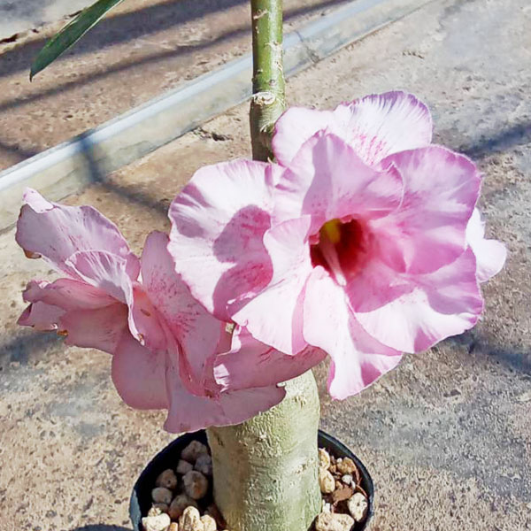 アデニウム：天空のバラ（八重咲き）ミゲル　4号ポット