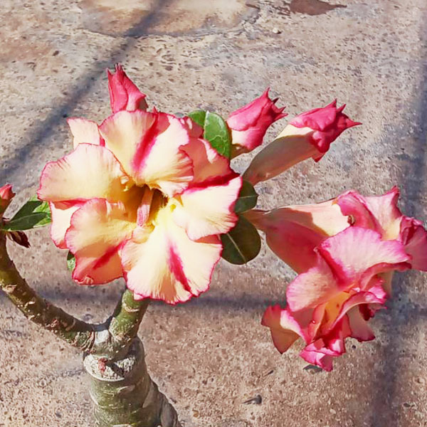 アデニウム：天空のバラ（八重咲き）オレンジデポジット　4号ポット