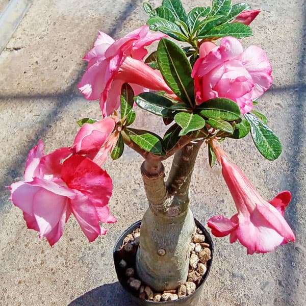 アデニウム：天空のバラ（八重咲き）ピンクシリ　4号ポット