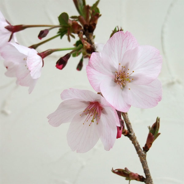 桜：御殿場（ゴテンバ)桜接木苗4～5号ポット