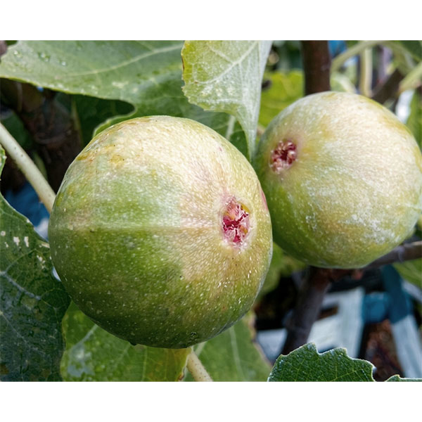 イチジク：セントジーン4号ポット