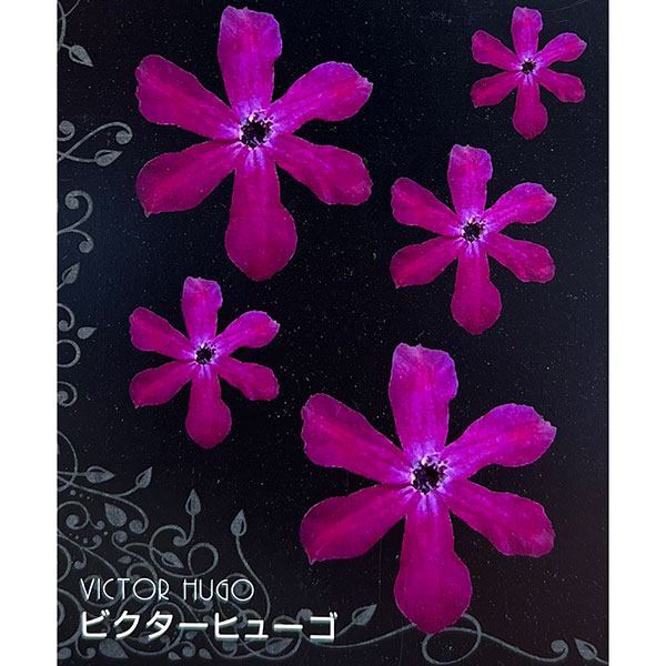 クレマチス：ビクターヒューゴ4号ポット（インテグリフォリア系）