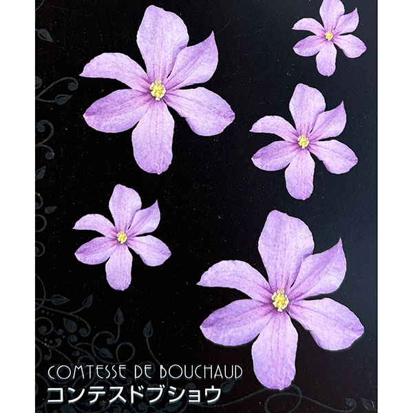 クレマチス：コンテスドブショウ4号ポット(ジャックマニー系)